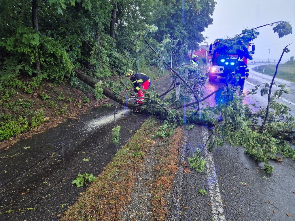Baum über Straße B149